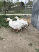 Goo's parents arrived at the rescue