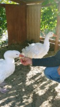 Goo's parents in their new home