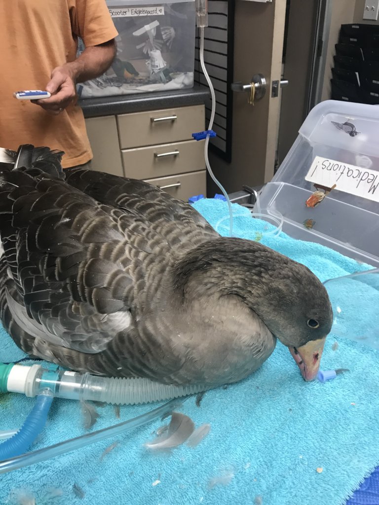 Missy receiving emergency treatment