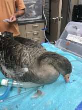 Missy receiving emergency treatment