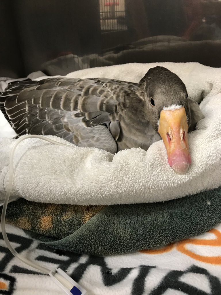 In the hospital, Missy received critical care