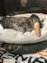 In the hospital, Missy received critical care