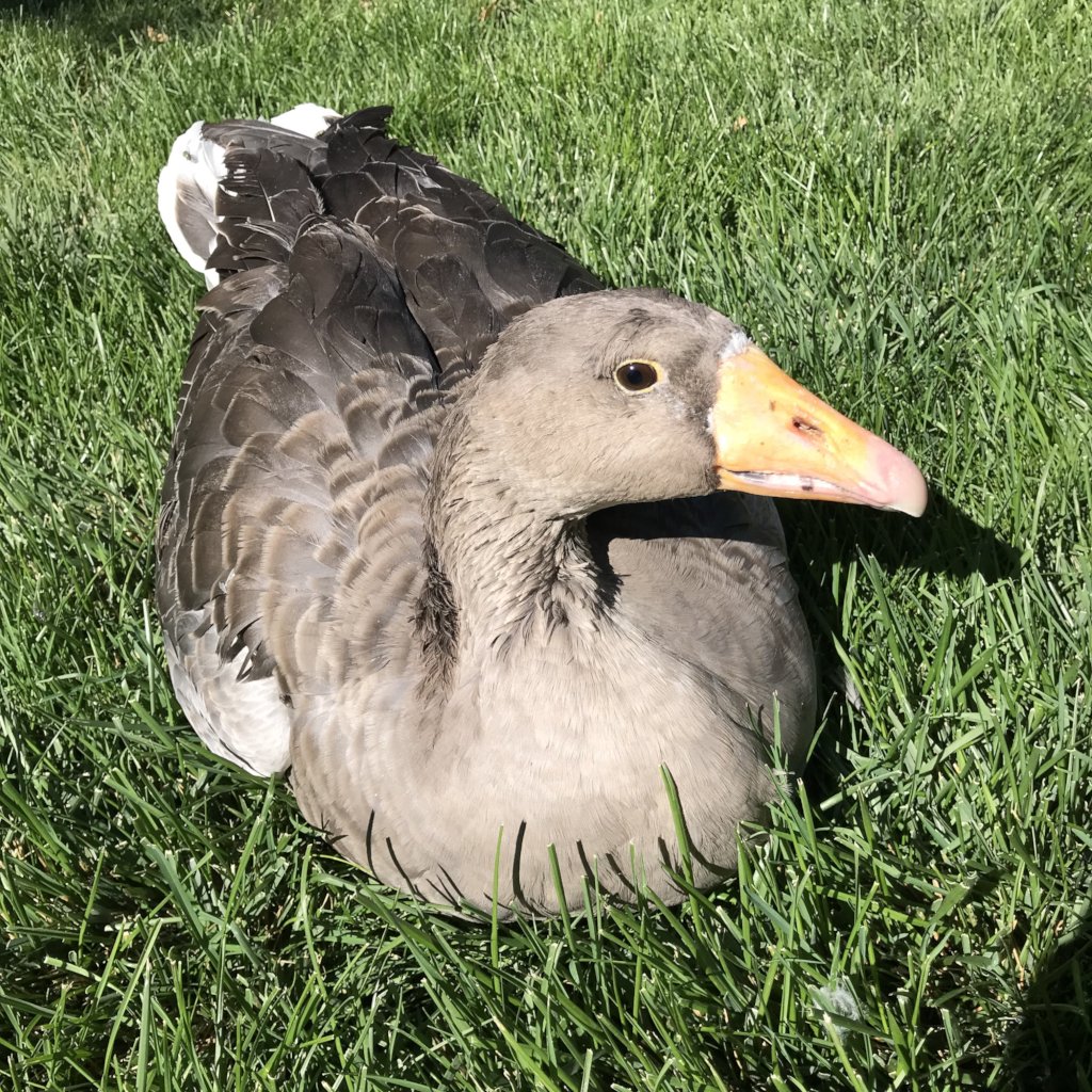 She enjoys laying in the grass!