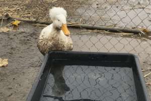 Muddy Puff!