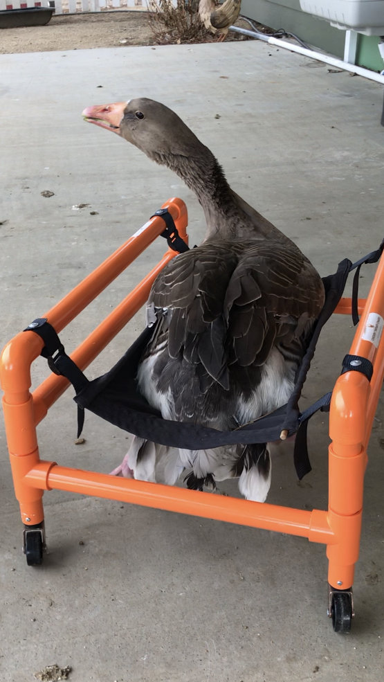 In her wheelchair