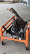 In her wheelchair