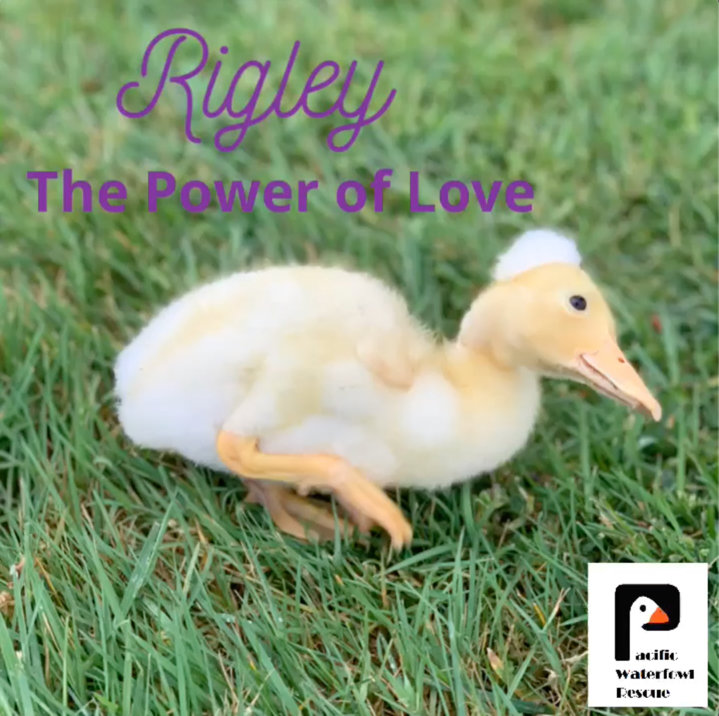 Rigley Love