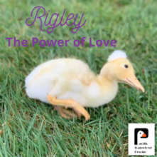 Rigley Love