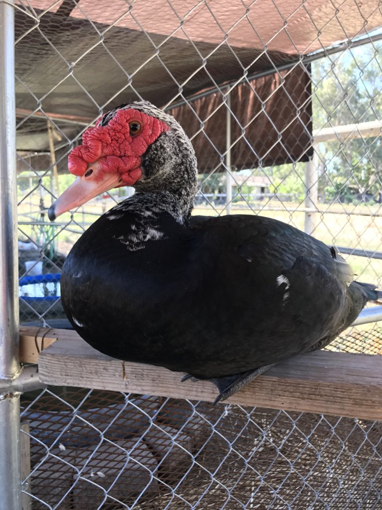 Ducks & Geese Need You!  Be a Waterfowl Warrior!