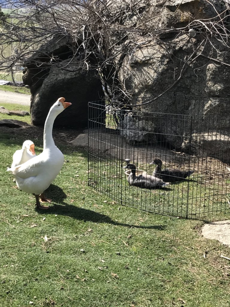 Ducks & Geese Need You!  Be a Waterfowl Warrior!