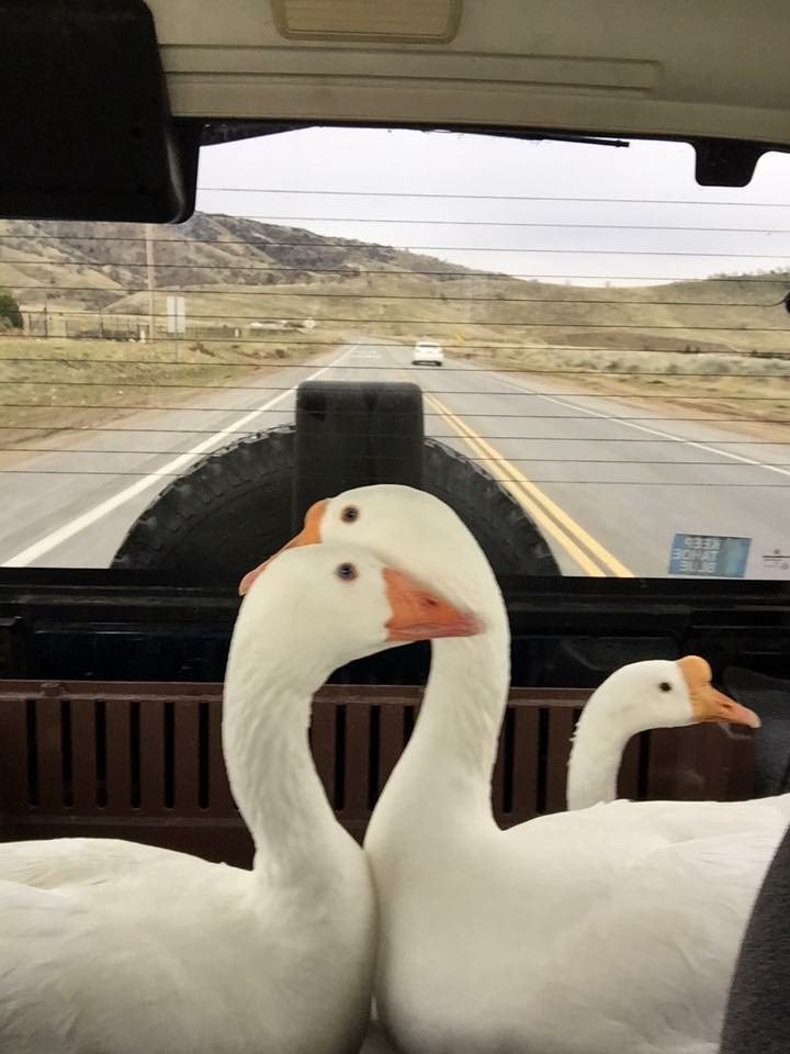 Ducks & Geese Need You!  Be a Waterfowl Warrior!