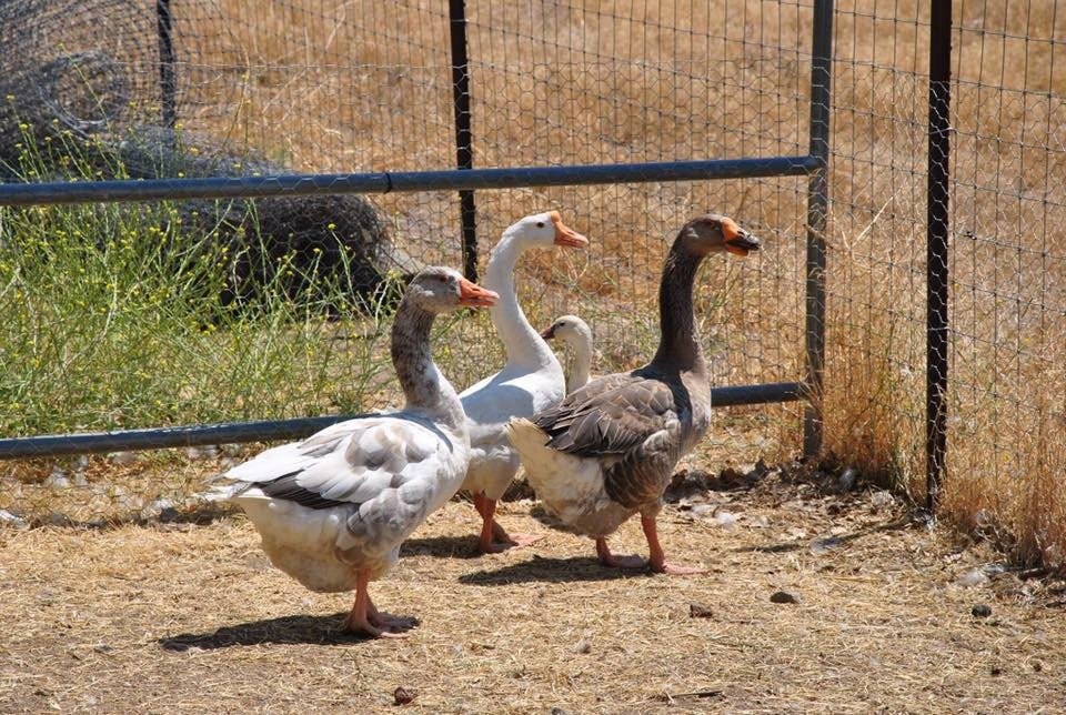 Ducks & Geese Need You!  Be a Waterfowl Warrior!