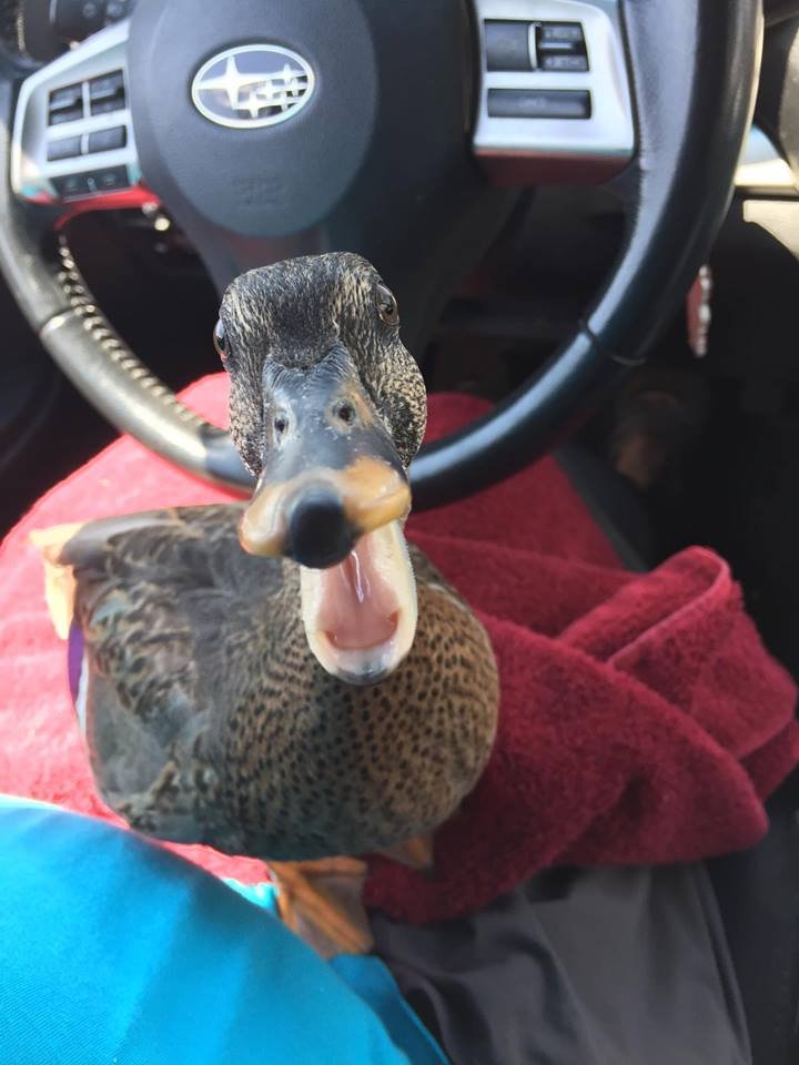 Ducks & Geese Need You!  Be a Waterfowl Warrior!