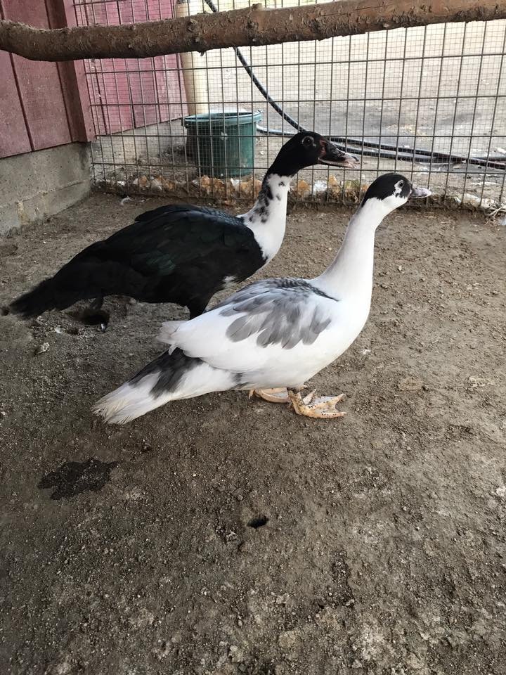 Ducks & Geese Need You!  Be a Waterfowl Warrior!