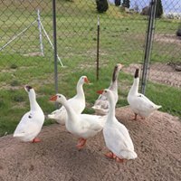Ducks & Geese Need You!  Be a Waterfowl Warrior!