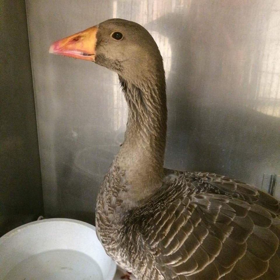 Ducks & Geese Need You!  Be a Waterfowl Warrior!