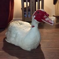 Ducks & Geese Need You!  Be a Waterfowl Warrior!