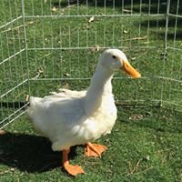 Ducks & Geese Need You!  Be a Waterfowl Warrior!