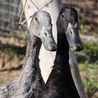 Ducks & Geese Need You!  Be a Waterfowl Warrior!