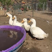 Ducks & Geese Need You!  Be a Waterfowl Warrior!
