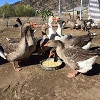 Ducks & Geese Need You!  Be a Waterfowl Warrior!