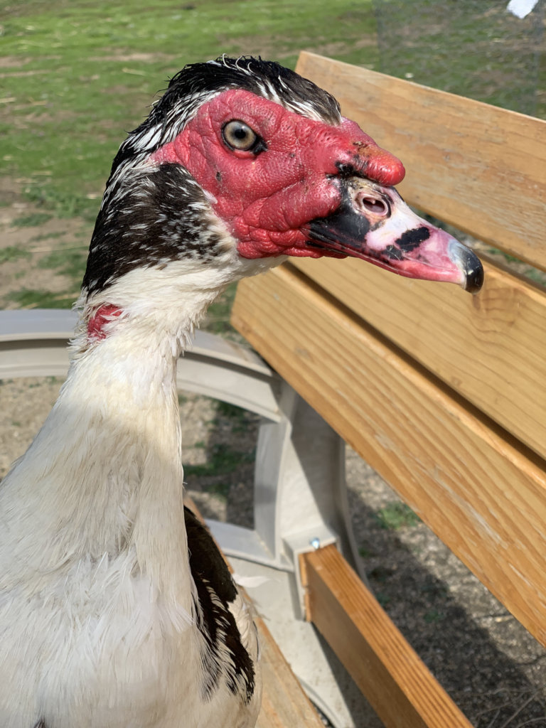 Ducks & Geese Need You!  Be a Waterfowl Warrior!