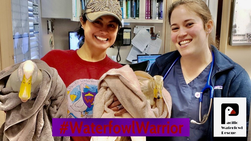 Ducks & Geese Need You!  Be a Waterfowl Warrior!