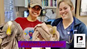 Ducks & Geese Need You!  Be a Waterfowl Warrior!