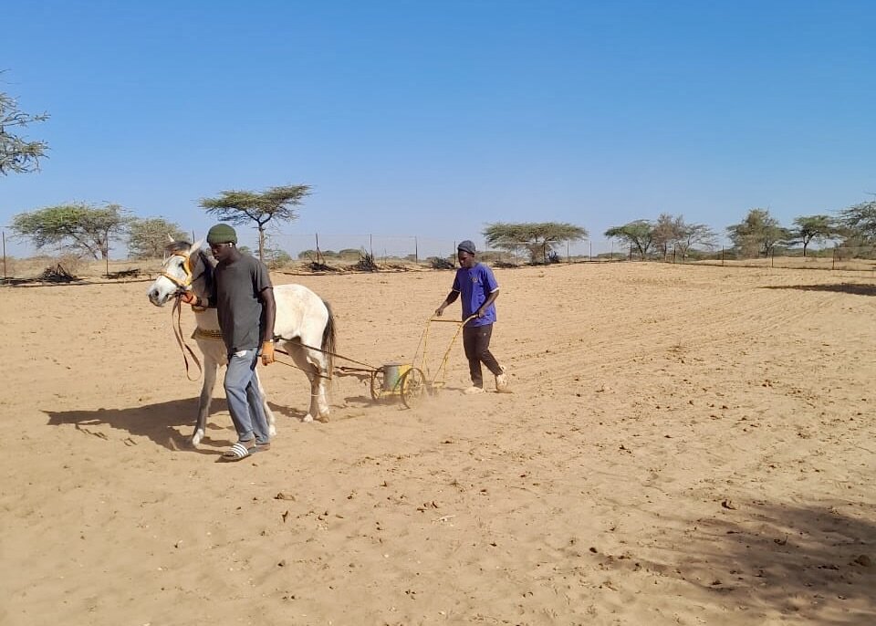 Mbodji preparing the land