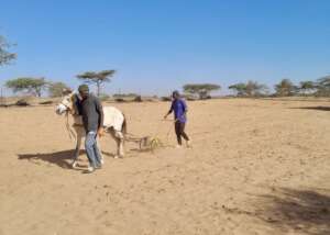 Mbodji preparing the land