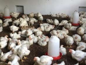 The chickens raised during the training