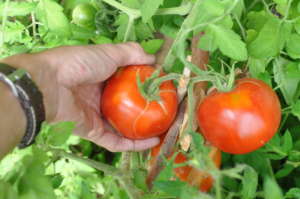 Tomatoes over 3,000m
