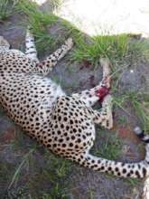 We found Jasmin with her paw covered in blood