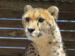 Handsome boy Adamu