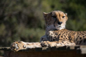 Dew having a relaxing afternoon on her platform