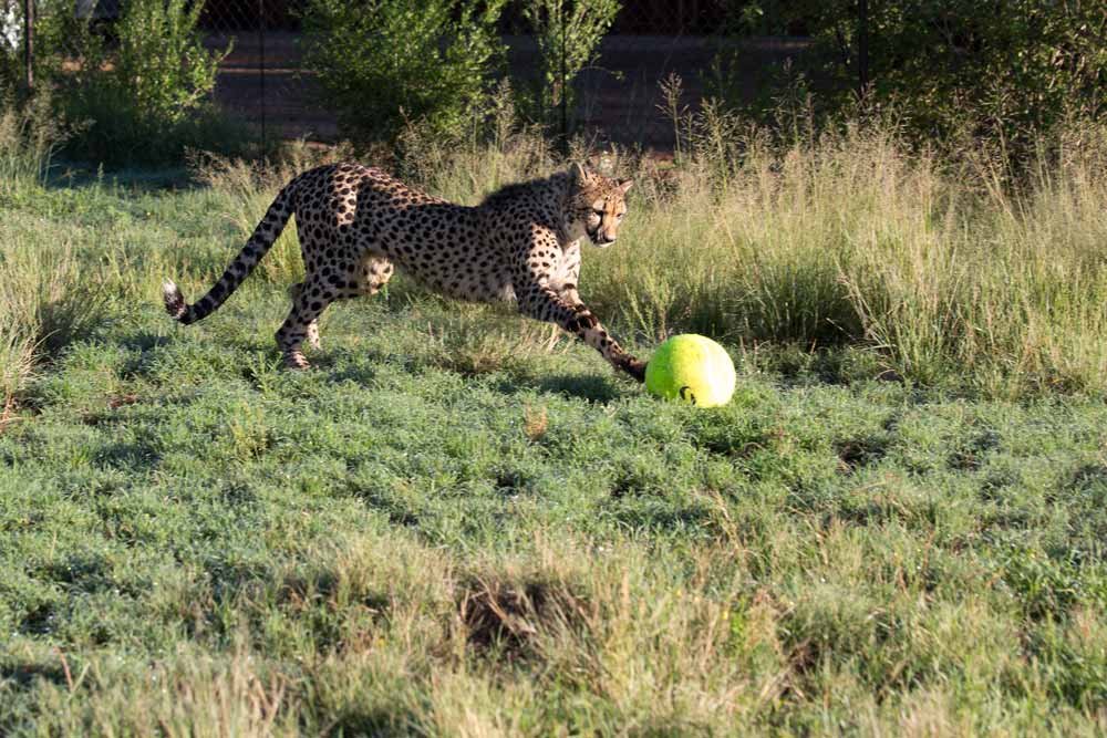 Save Big Cats From Extinction In Africa