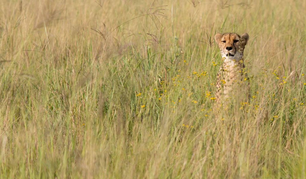 Save Big Cats From Extinction In Africa