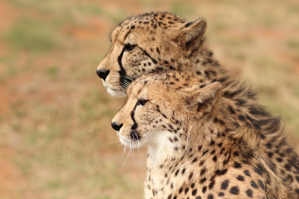 Save Big Cats From Extinction In Africa