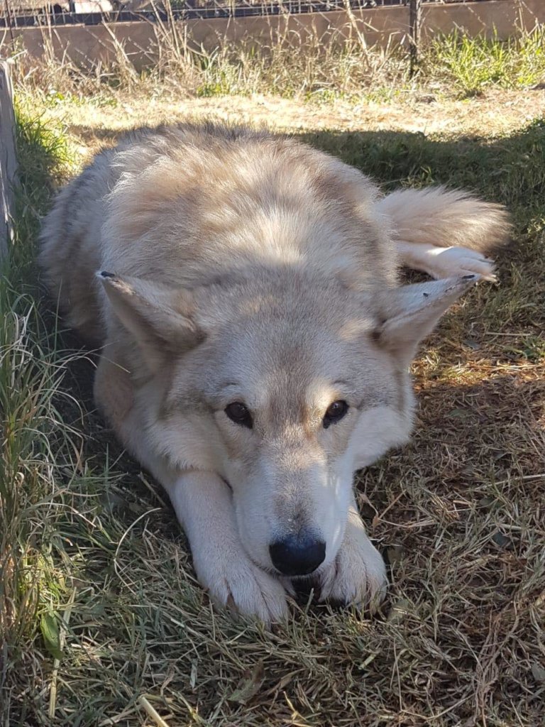 Save Big Cats From Extinction In Africa