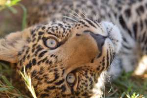 Cheetah Experience - Leopard