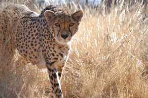 Cheetah Experience - Cheetah