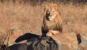 Cheetah Experience - Male non-breeding lion