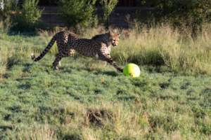 Cheetah Experience cheetah soccer