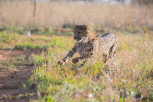 Cheetah Experience - Cheetah run