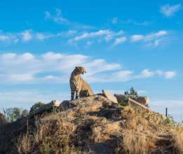 Cheetah sunset