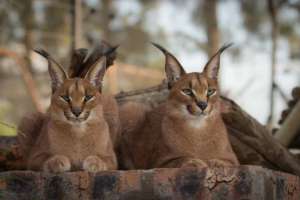 Cheetah Experience - caracals