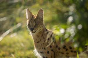 Cheetah Experience - Serval