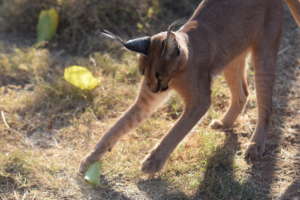 Cheetah Experience - Caracal