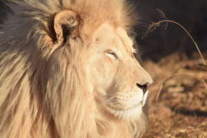 Cheetah Experience - Lion