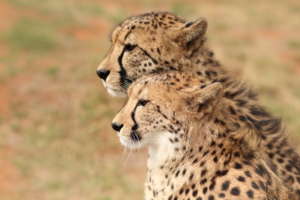 Cheetah Experience cheetah
